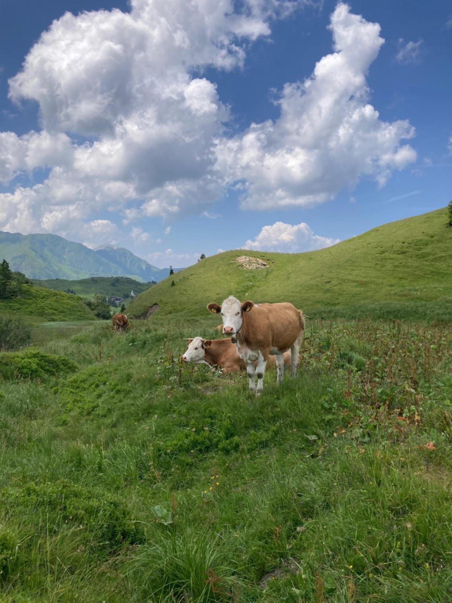 B-Lodge Kaernten Kirchbach  Eksteriør bilde